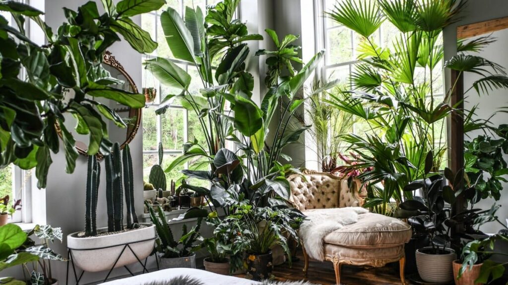 examples of what are some plants for your space