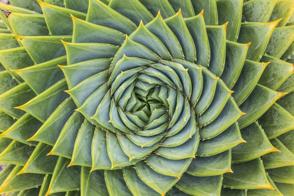 examples of what fractals are used for