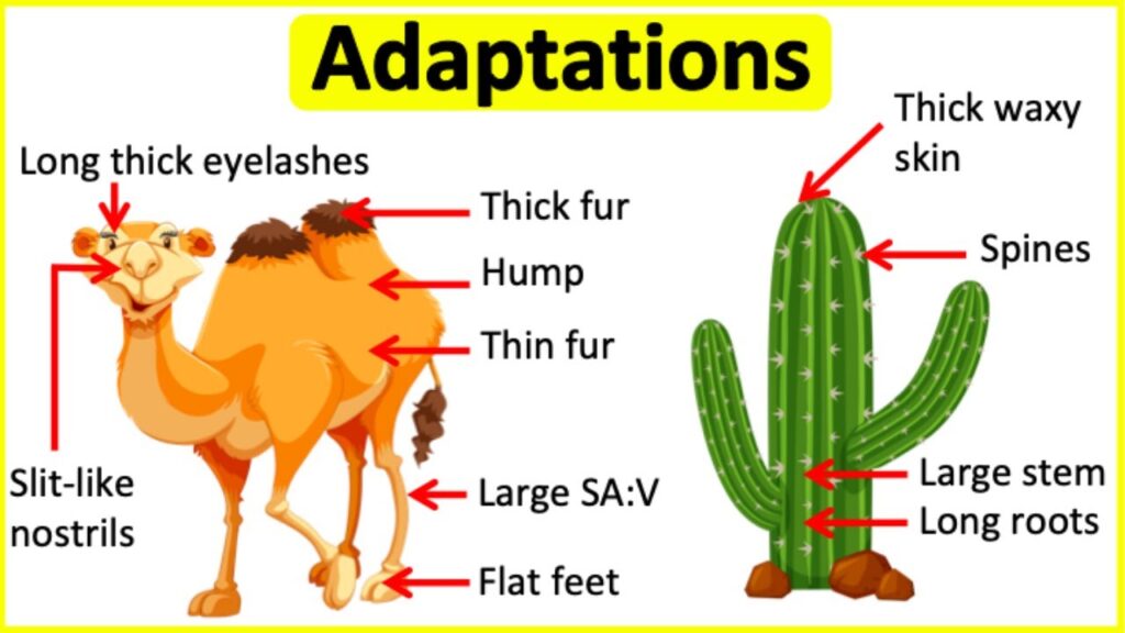 examples of what is a physiological adaptation explained