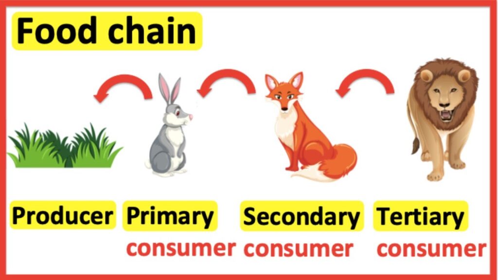 examples of what is a producer science in action