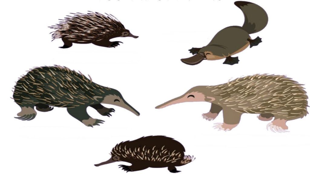 examples of what mammals lay eggs monotremes explained