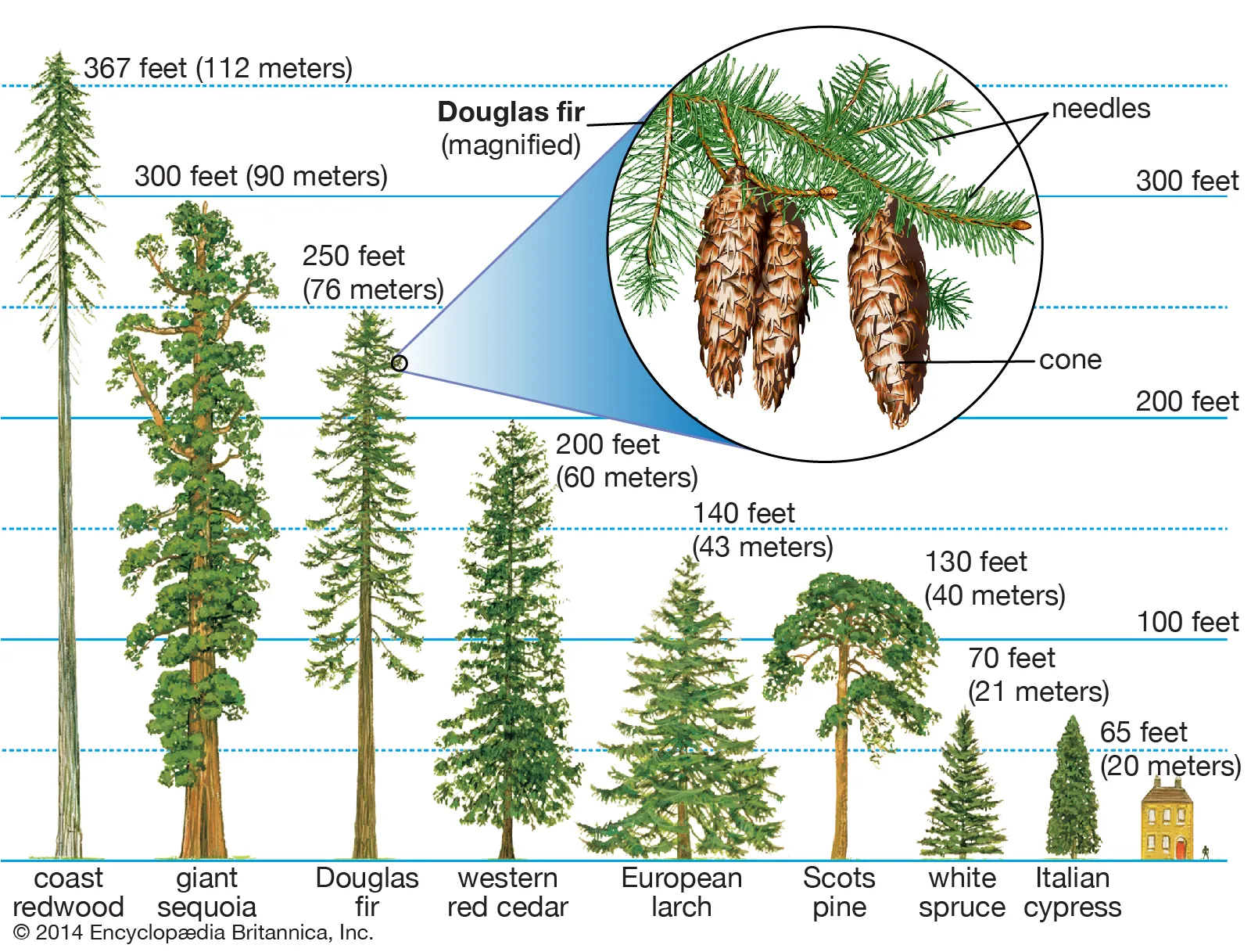 examples of what softwood is used for in various industries