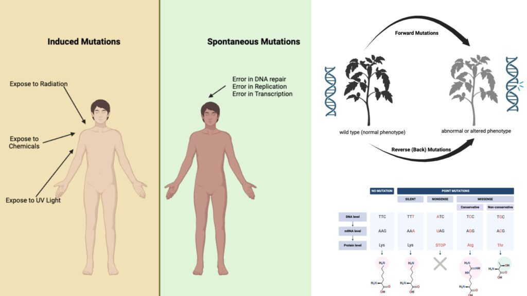examples of which mutation is harmful to the organism