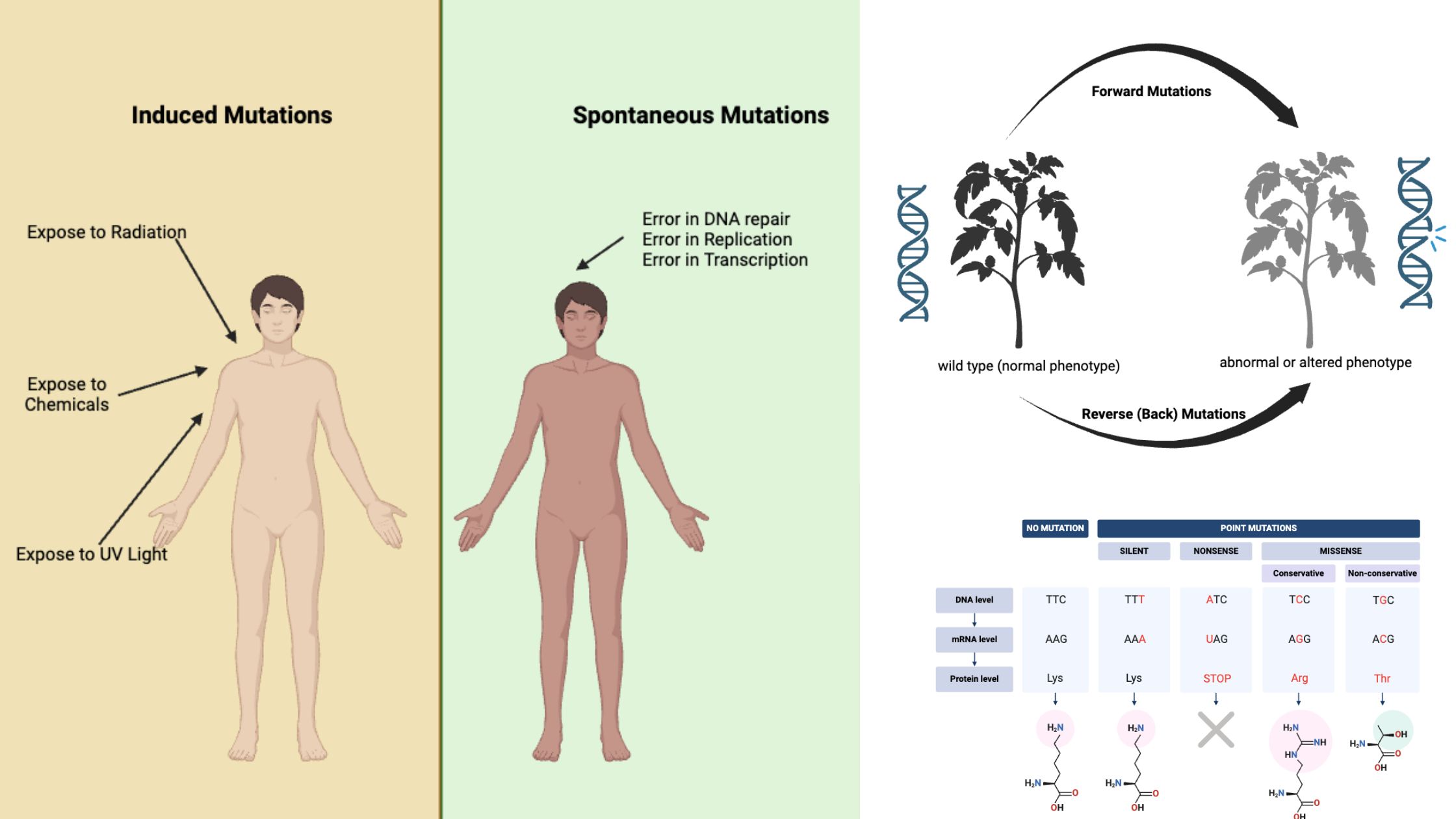 examples of which mutation is harmful to the organism