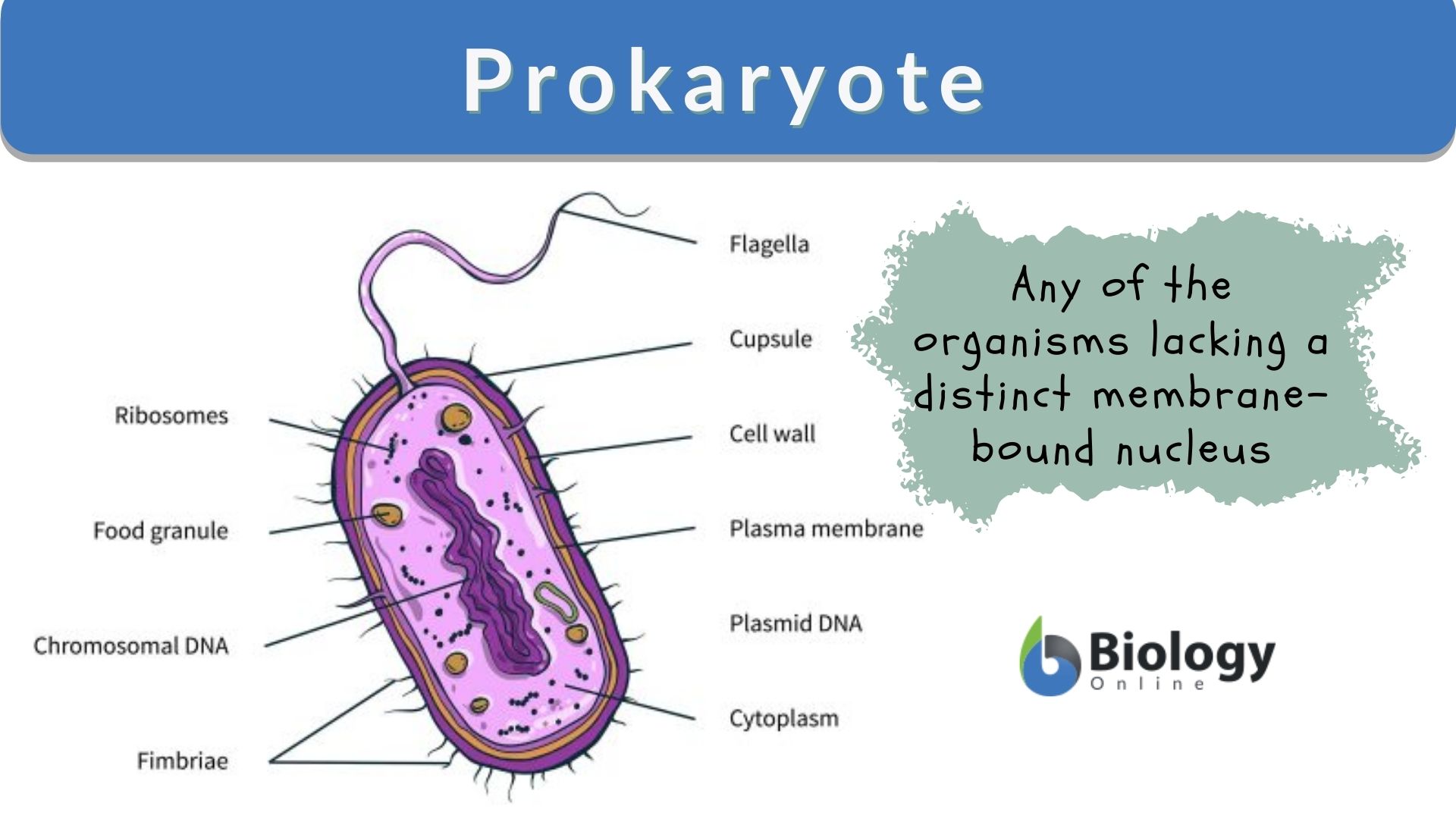 examples of which of the following organisms are prokaryotes