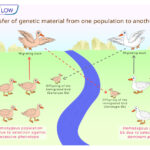 Examples That Cause Gene Flow Between Populations Explained examples that cause gene flow between populations explained