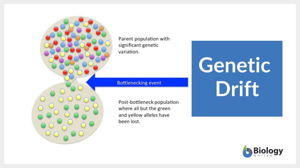 examples that describe genetic drift and its effects