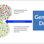examples that describe genetic drift and its effects