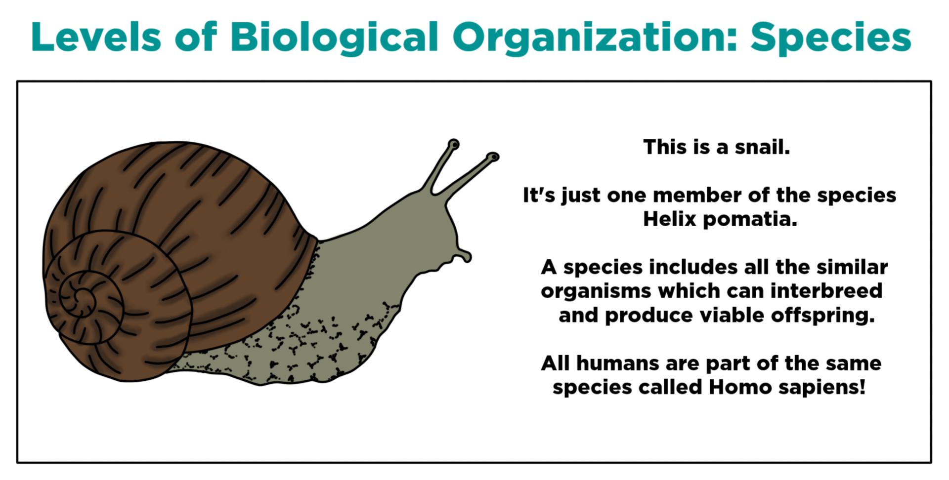 examples using the biological species concept explained