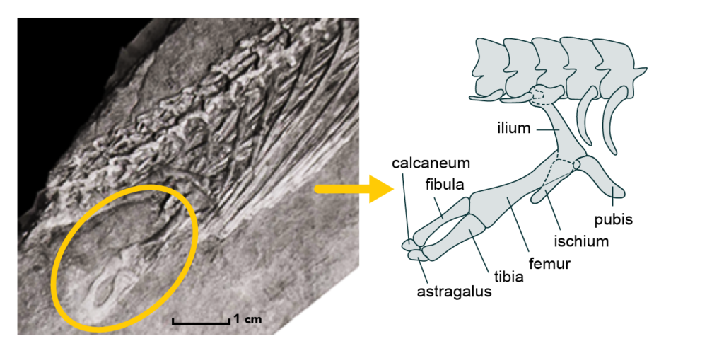 femur in a snake and pelvis in a whale evolutionary examples
