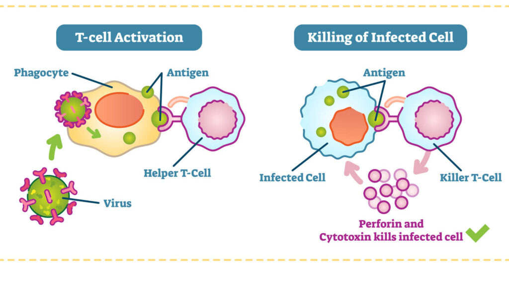 fighter t cell and macrophages are examples of immune defenders