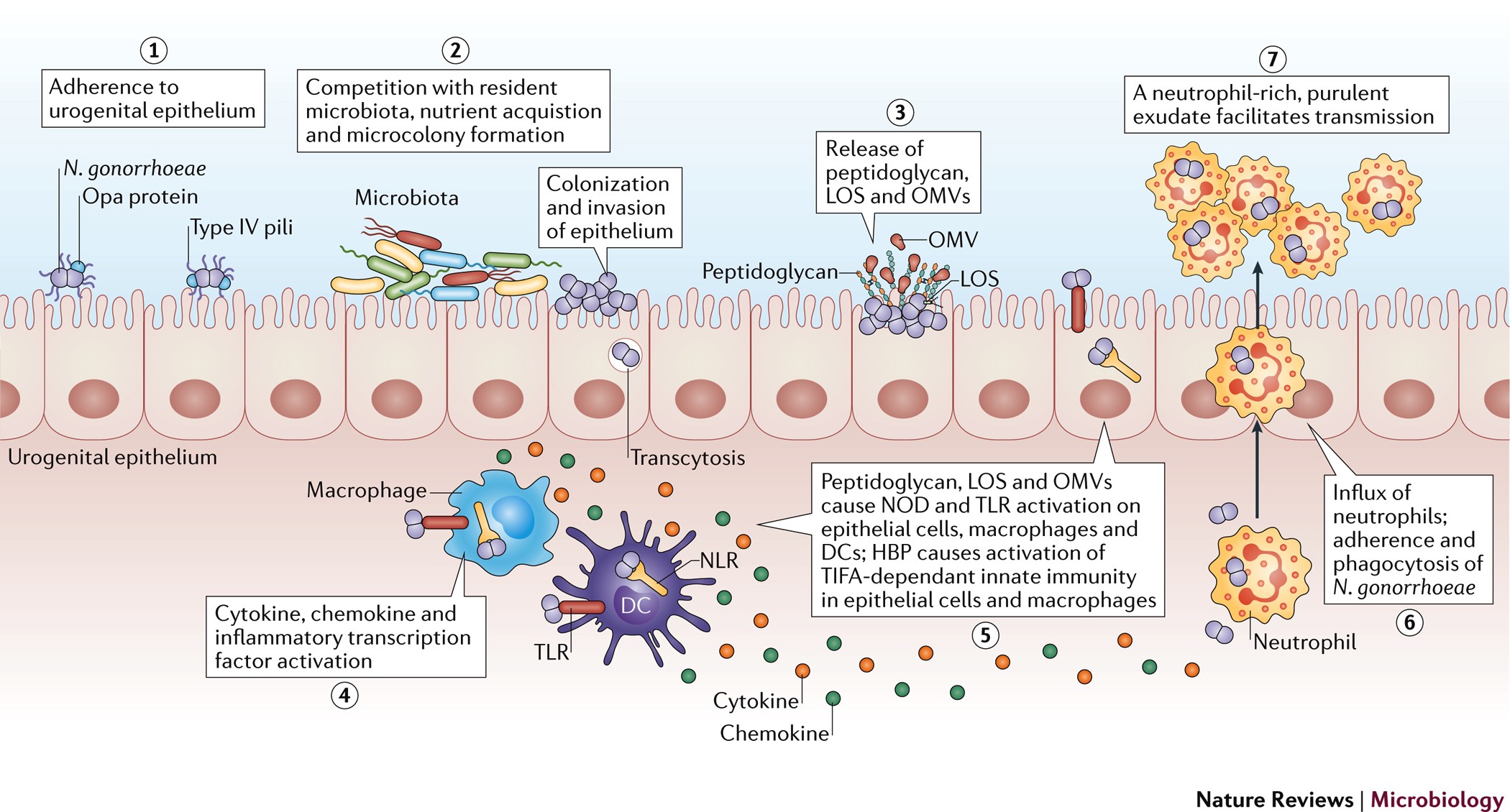 fimbriae of neisseria gonorrhea and e coli key examples