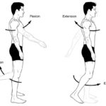 Flexion: Which Statements Are Correct? flexion which statements are correct