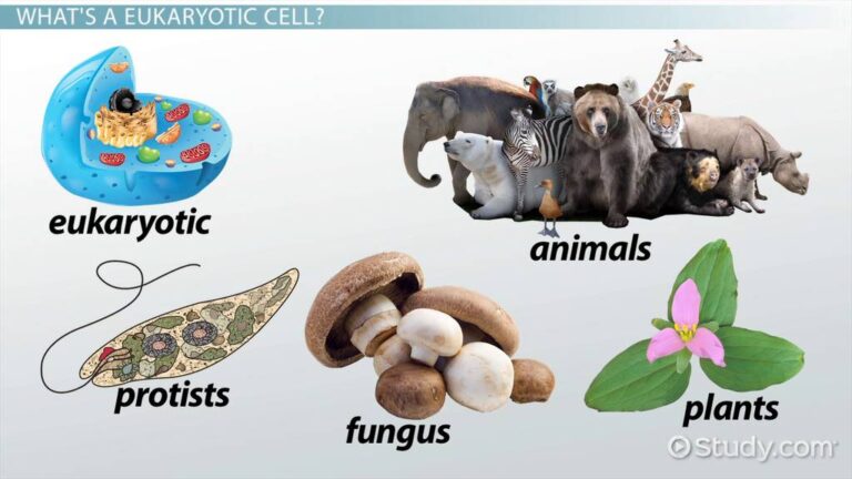 Four Examples of Eukaryotes: Discover Their Diversity