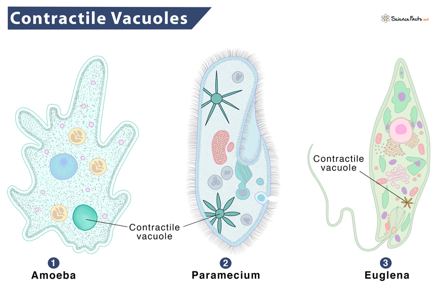 function of contractile vacuoles in aquatic protists