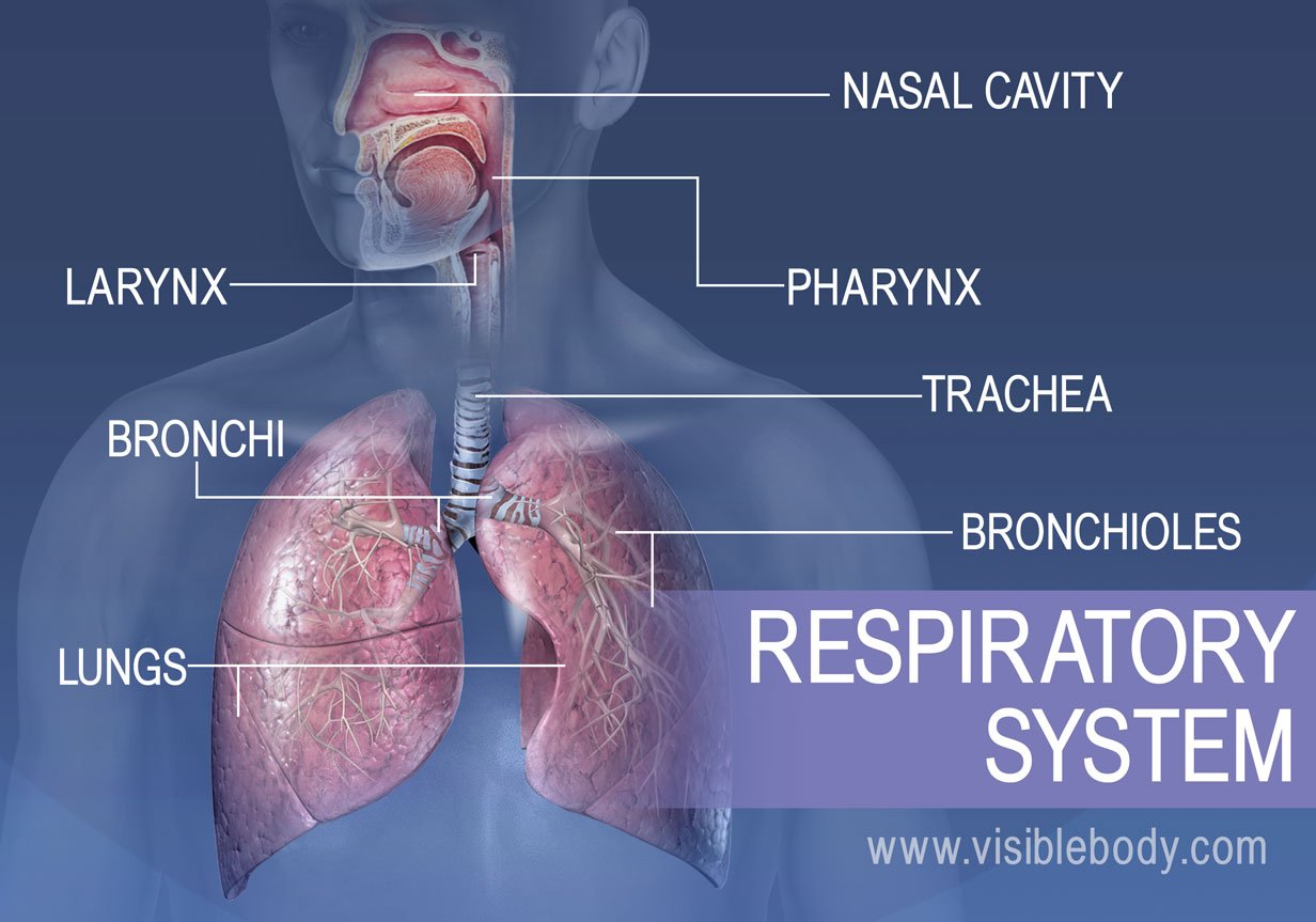 functions and examples of the respiratory system