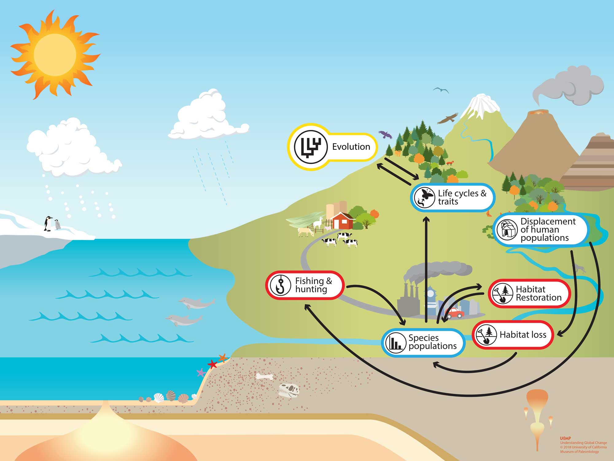 how humans changed local environments key examples explained