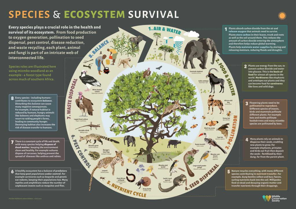 how plants and animals are examples of ecosystem balance