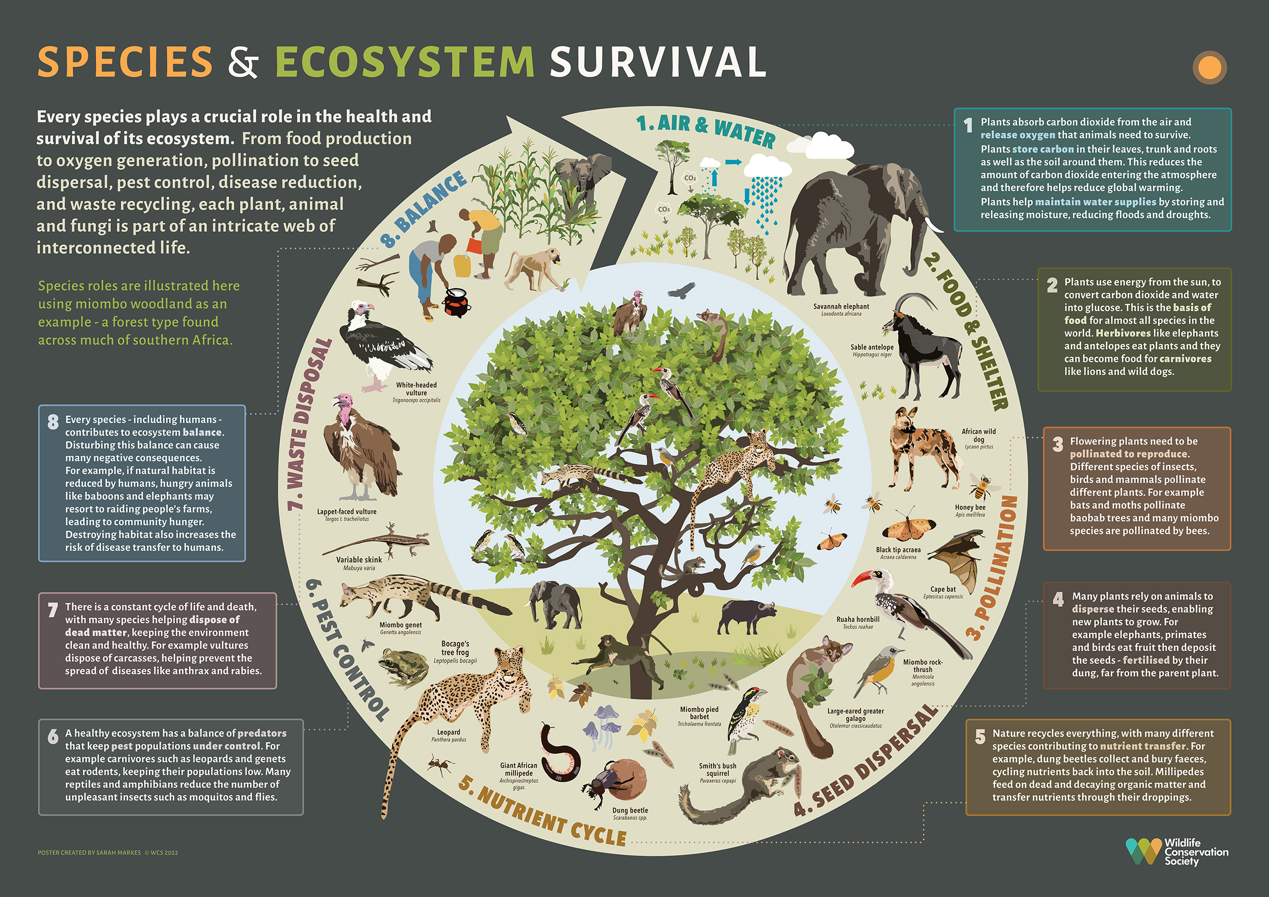 how plants and animals are examples of ecosystem balance