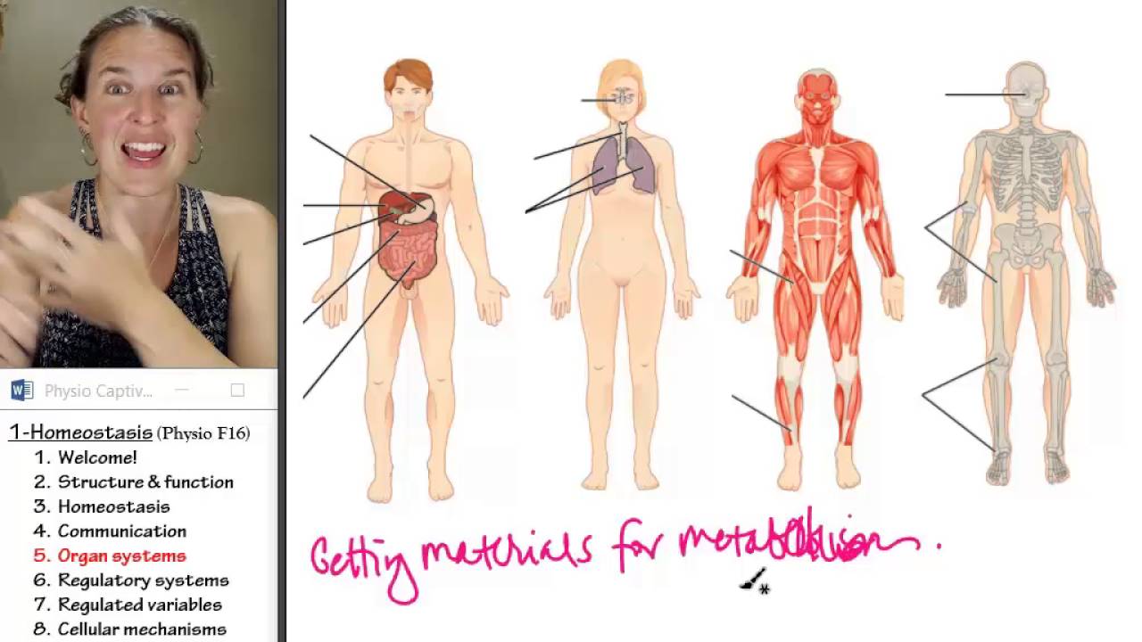 how this organ maintains homeostasis in body temperature