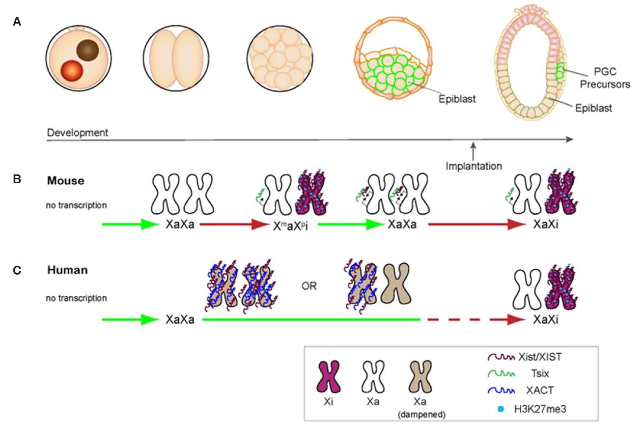 inactive x chromosome in mammalian females