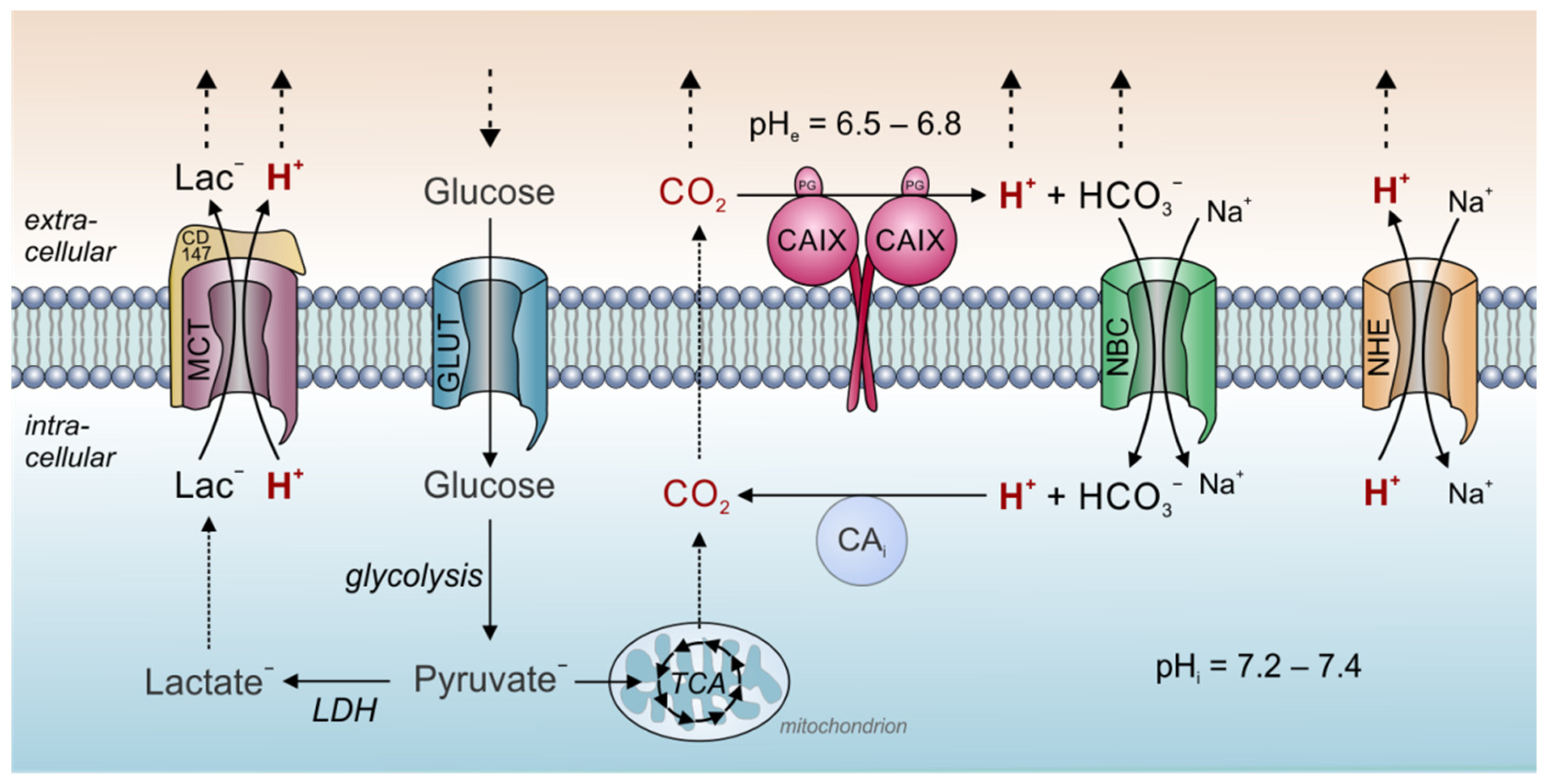 lactase and carbonic anhydrase types of biological substances