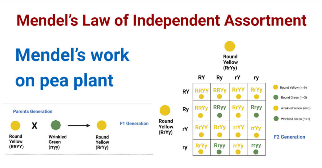 law of independent assortment examples