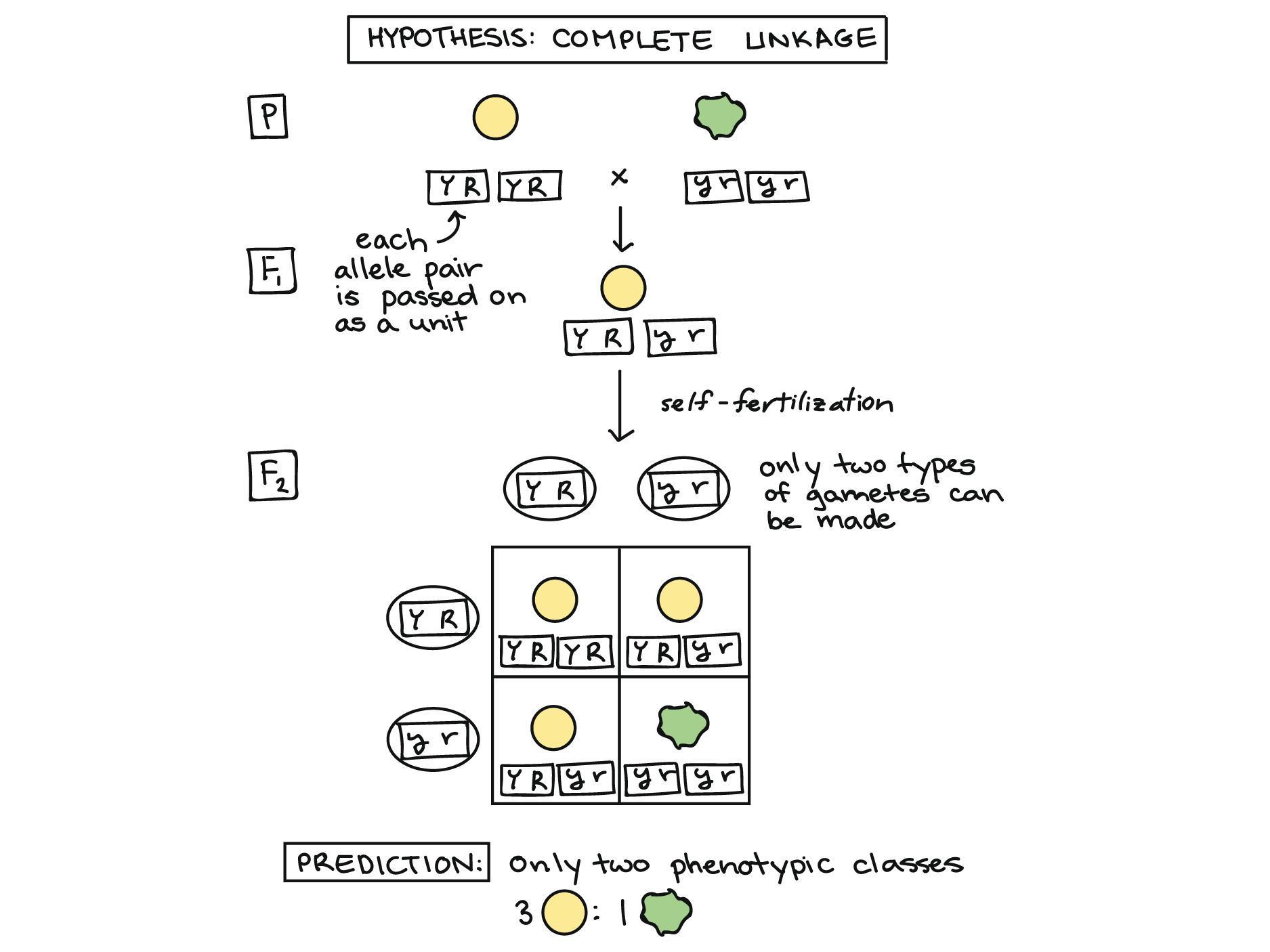 law of independent assortment key examples