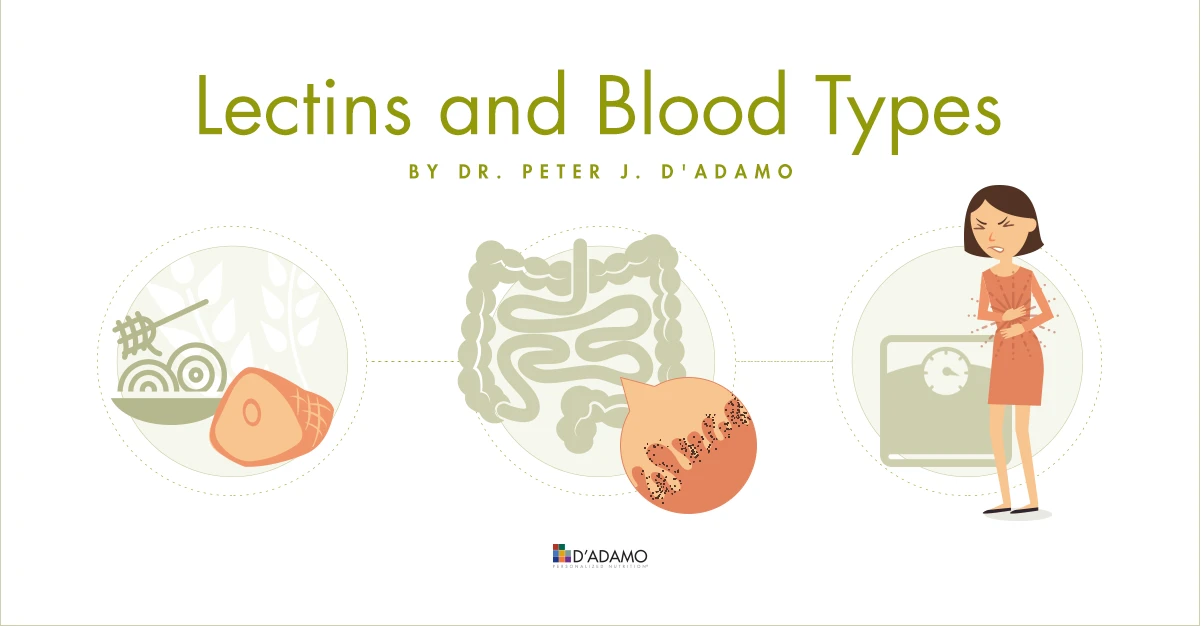 lectins examples and health impacts
