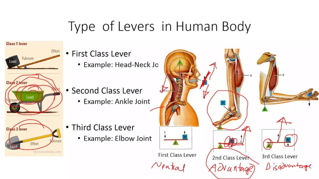 levers in the body key examples and functions