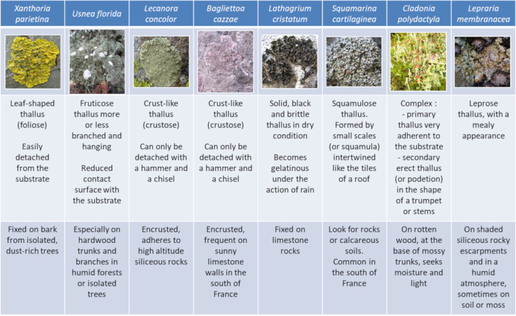 lichens and mosses pioneering organisms in uninhabited areas