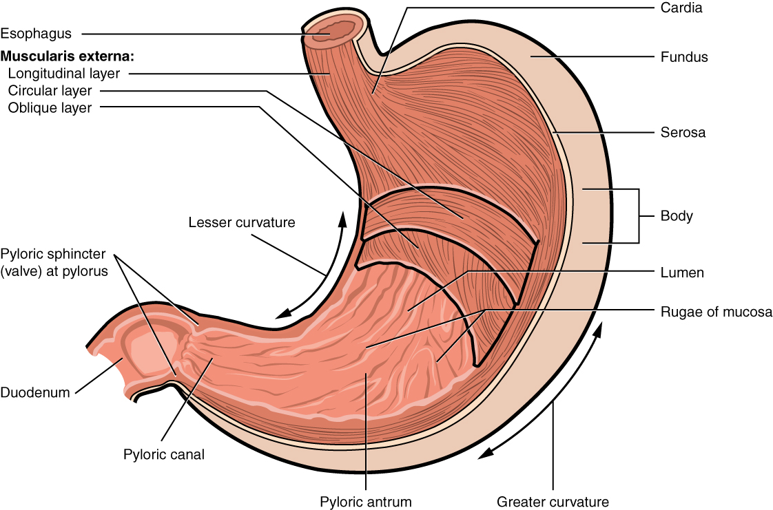 lining of stomach and muscle key examples in anatomy