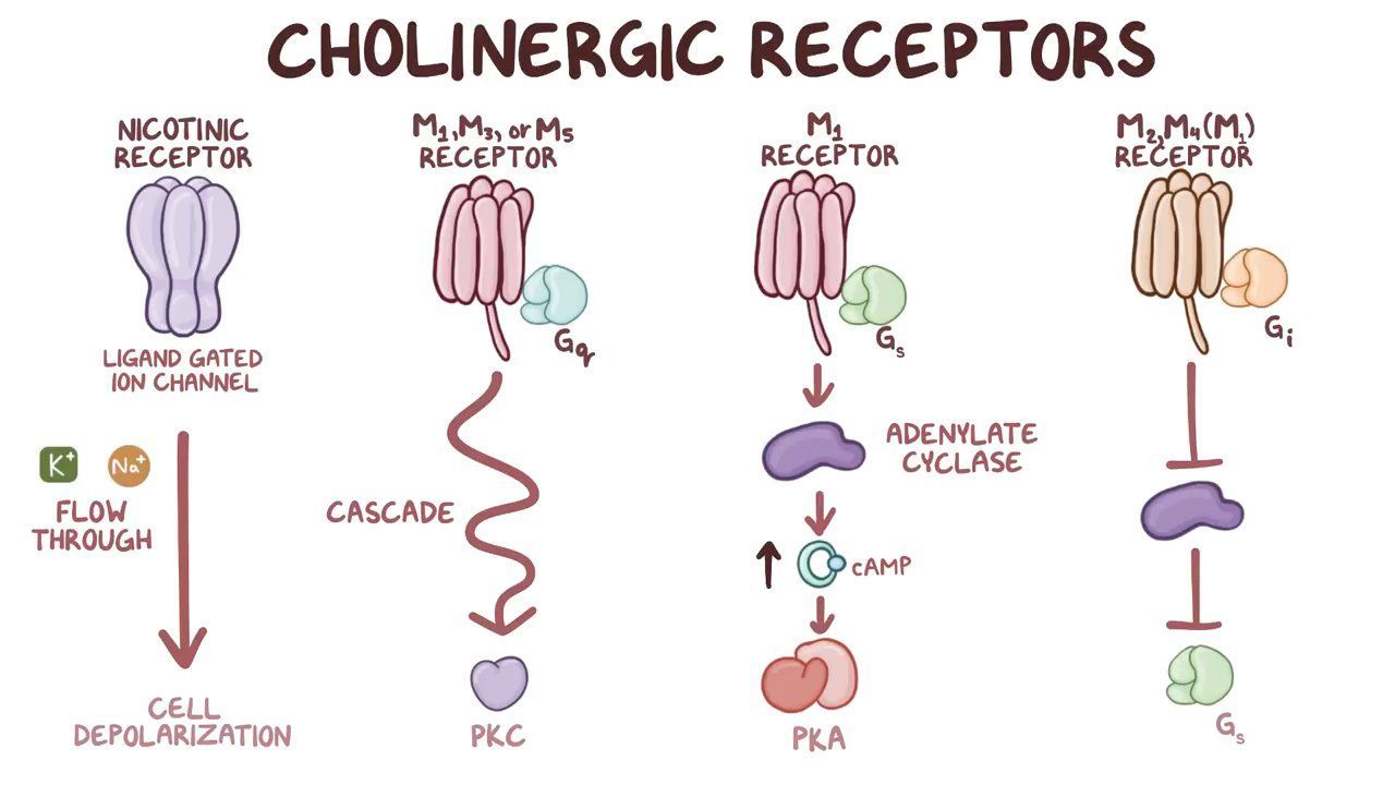 list examples of cholinergic neurons and their functions