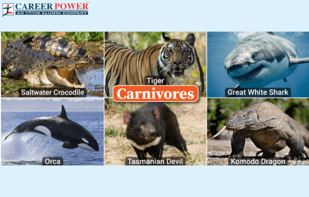 list of carnivores fascinating examples explained
