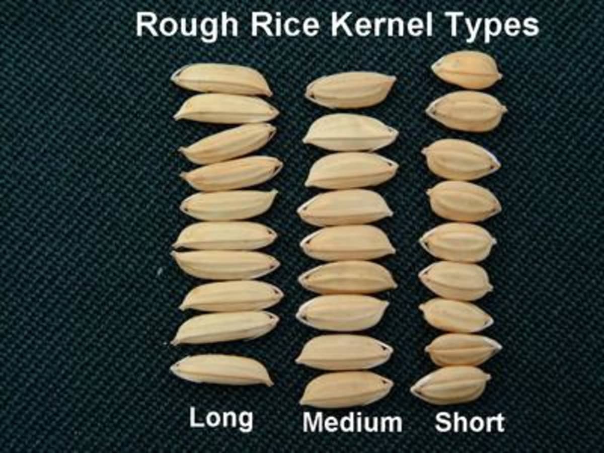 long grain vs short grain rice key differences and examples