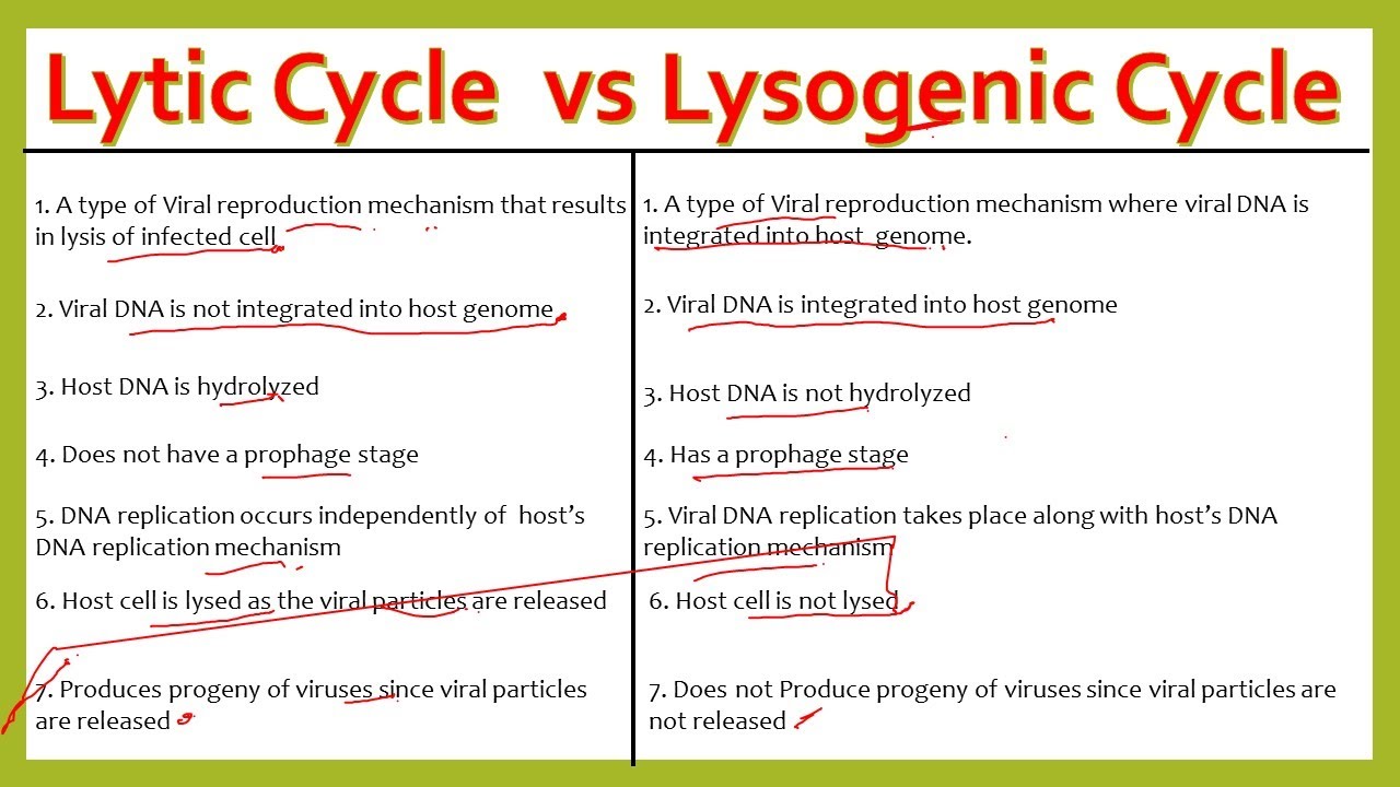 lytic vs lysogenic key differences and examples explained
