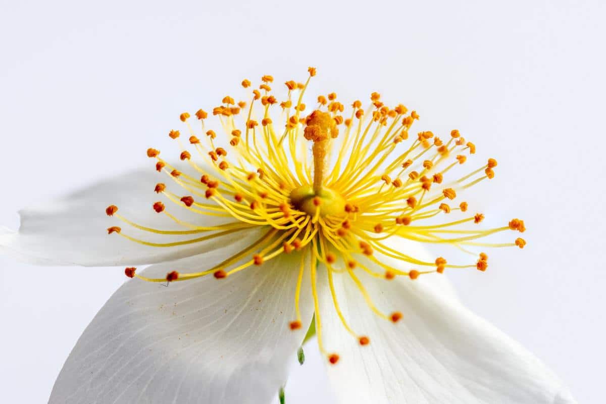 macro photography examples to inspire your creativity