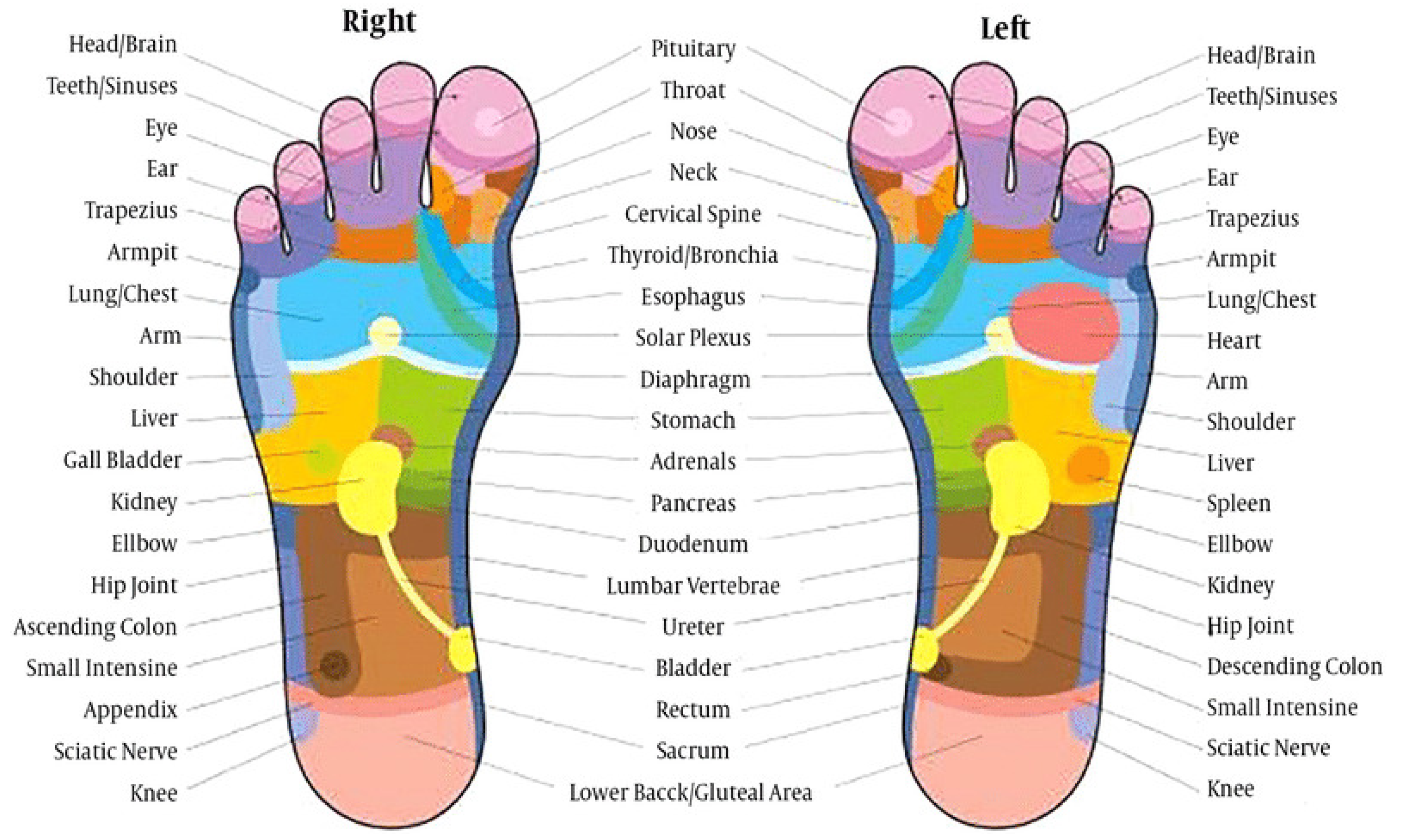 massage and reflexology are examples of holistic wellness techniques