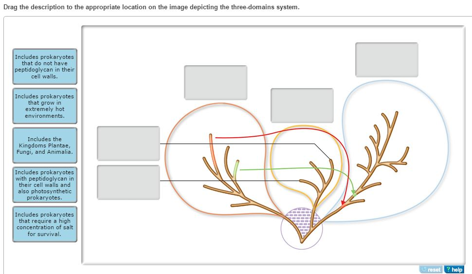 match descriptions and images to the correct domain of life