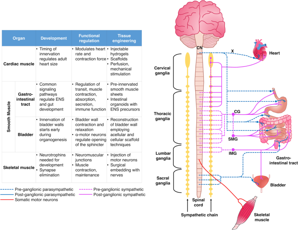 match nerves to parasympathetic organs key examples explained