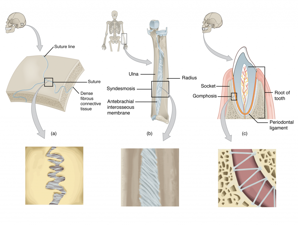 match the images of fibrous joints with their correct names