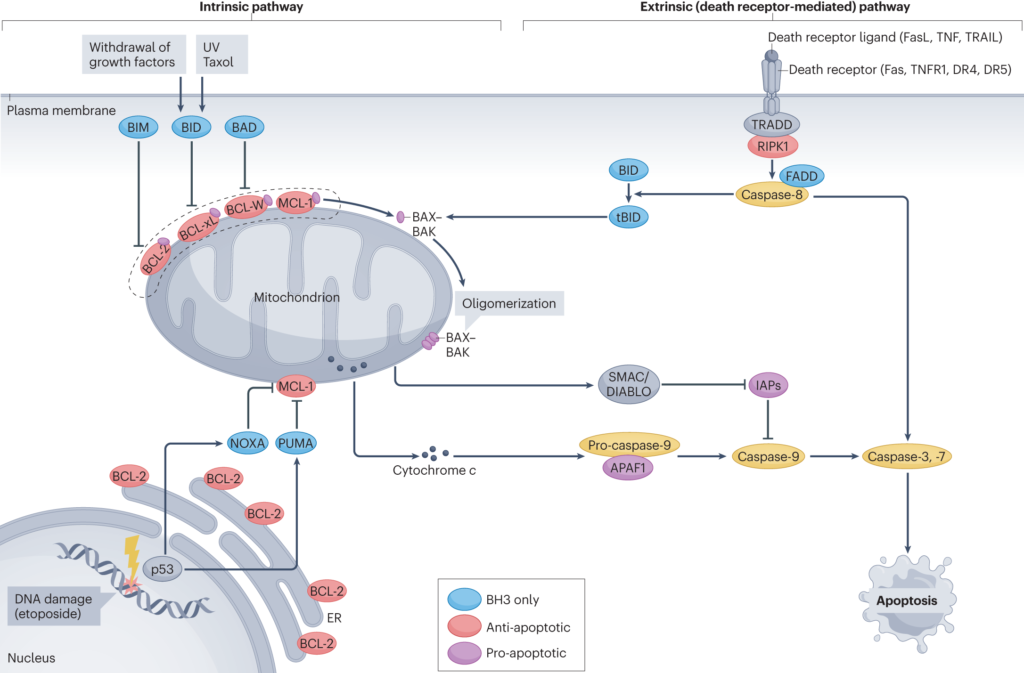 mechanism of death examples key insights