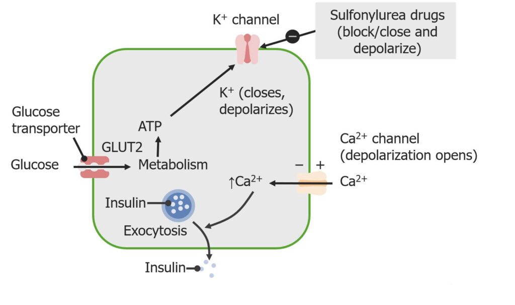 meglitinides mechanism of action in diabetes management
