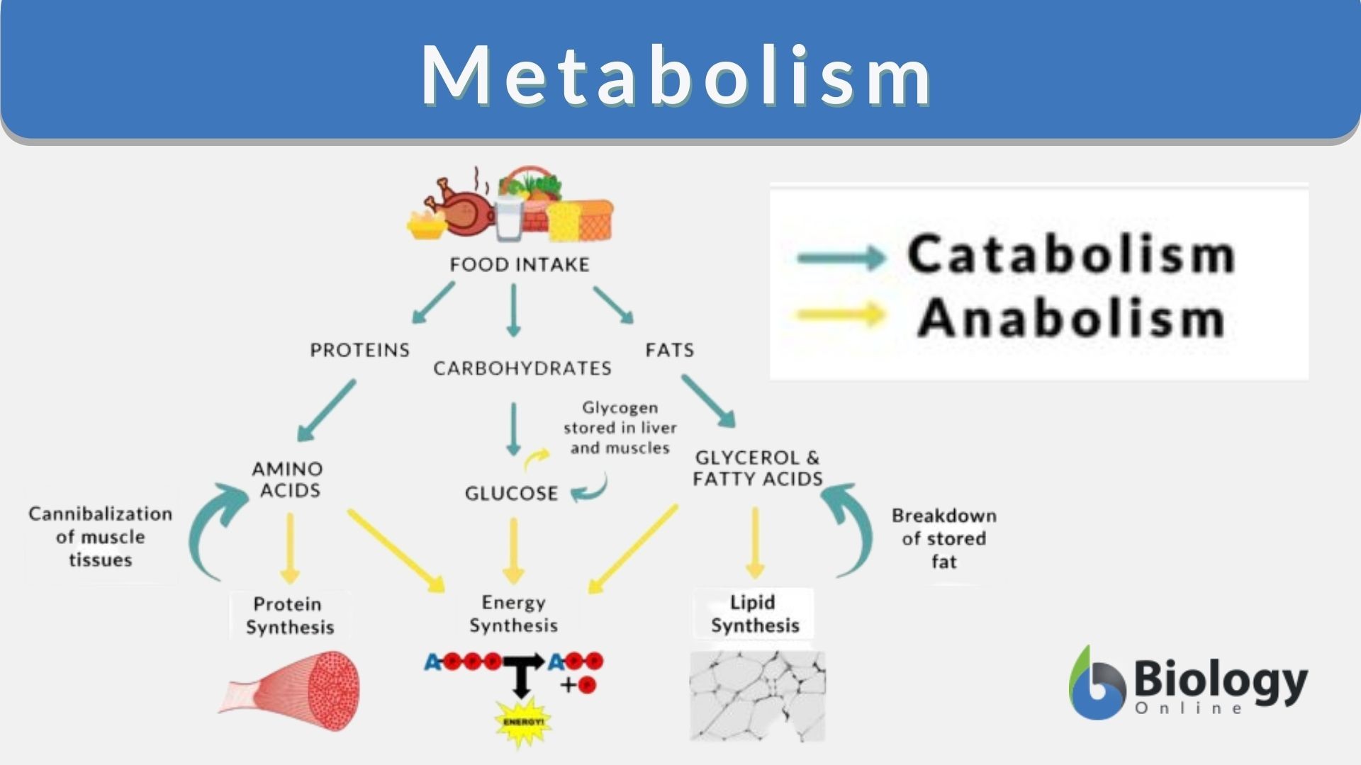 metabolism key examples and insights