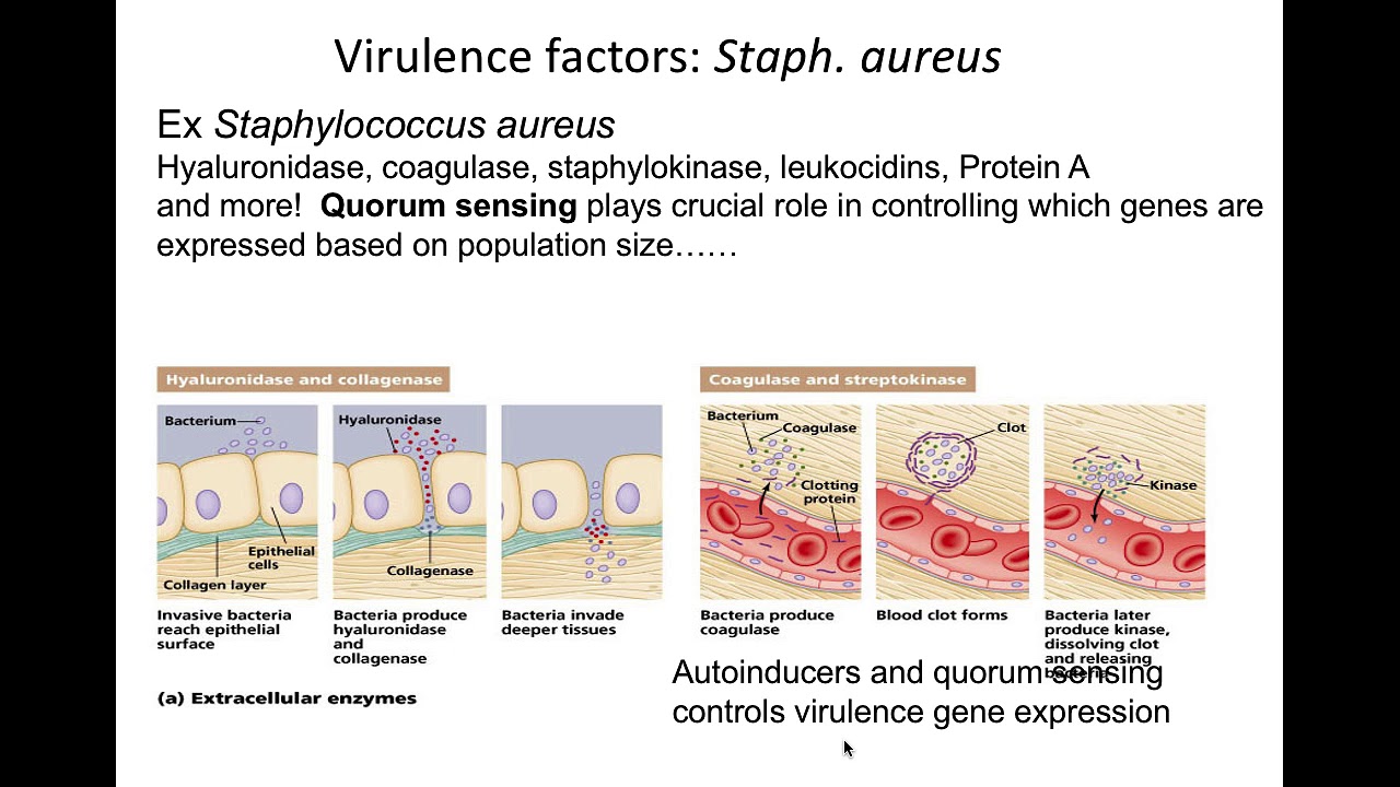 microbial hyaluronidase coagulase and streptokinase explained