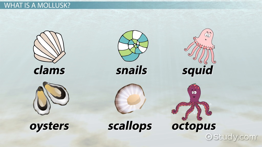 mollusks examples discover unique species and roles