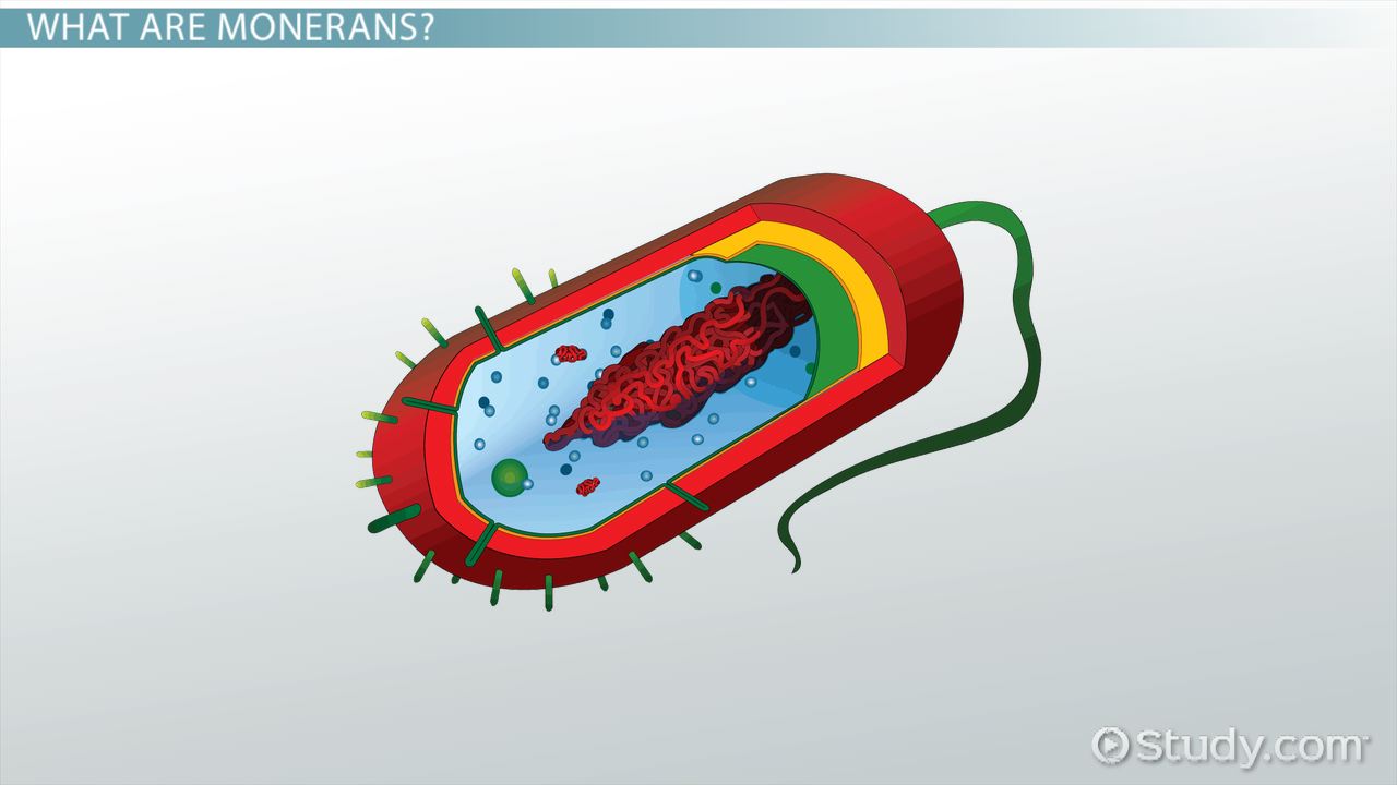 monera examples bacteria and archaea in action