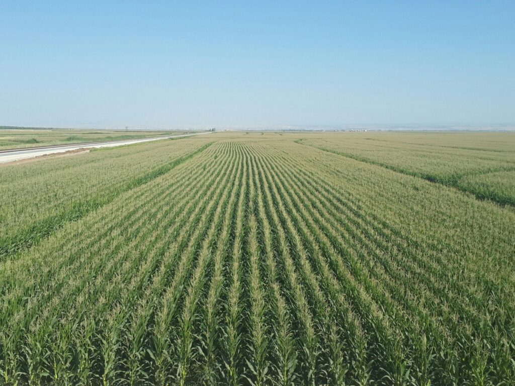 monoculture examples insights and impact