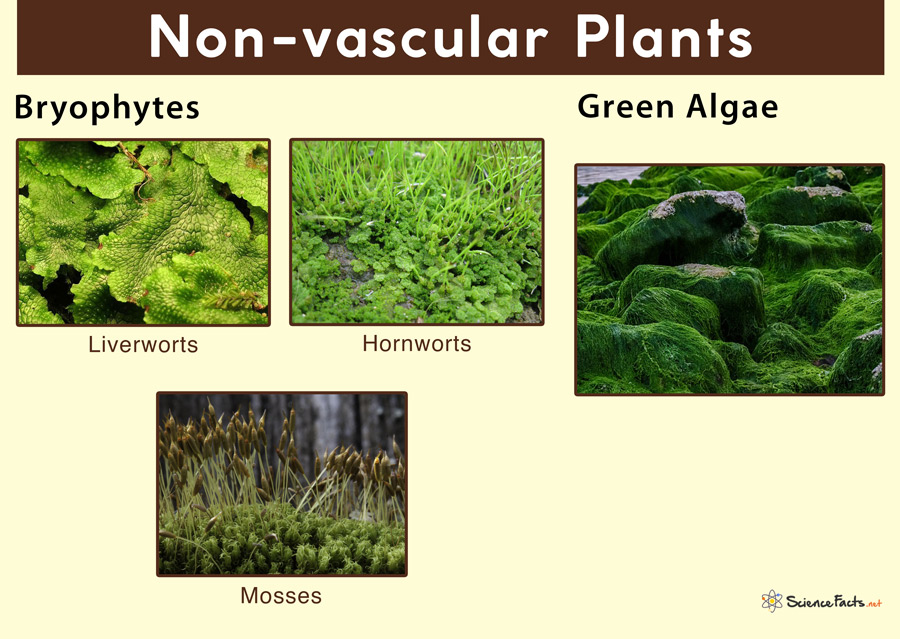 moss an example of non vascular plants explained