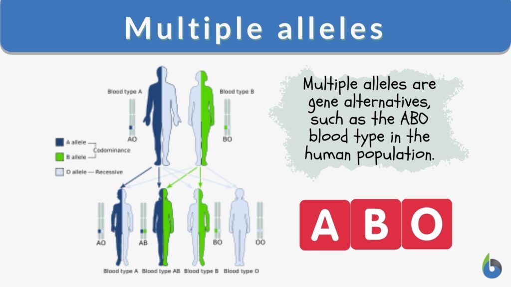 Multiple Alleles Example: ABO Blood Group Explained